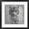 Collin Bogle - White Tiger - Wild Intentions - B&W (R995383-AEAEAGOFDM)