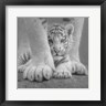 Collin Bogle - White Tiger Cub - Sheltered - B&W (R995386-AEAEAGOFDM)