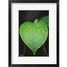 Donnie Quillen - Green Leaf (R996701-AEAEAGOFDM)