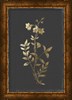 PI Collection - Botanical Gold on Black IV Framed Canvas Print