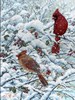 Winter Cardinal Painting by Jeff Tift Fine-Art print