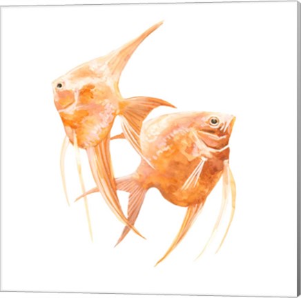 Framed Discus Fish IV Print
