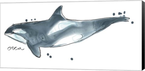 Framed Cetacea Orca Whale Print