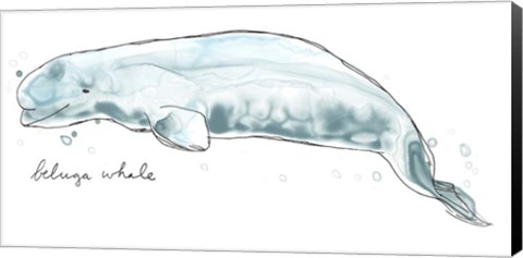 Framed Cetacea Beluga Whale Print