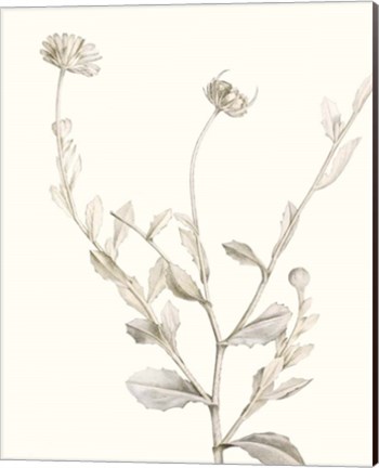 Framed Neutral Botanical Study IV Print