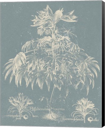 Framed Delicate Besler Botanical I Print
