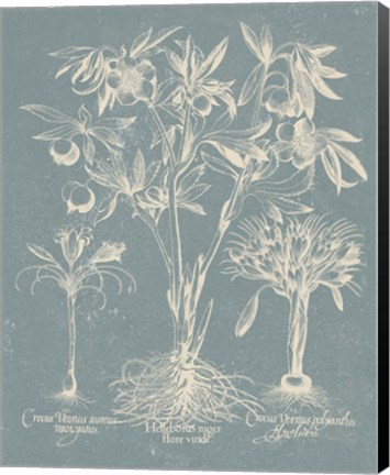 Framed Delicate Besler Botanical II Print