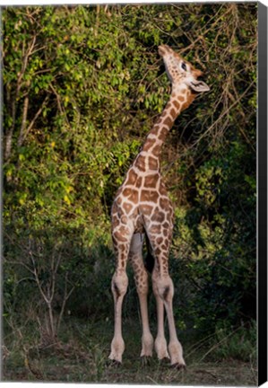 Framed Africa, Kenya, Nairobi, Langata, Hog Ranch Print