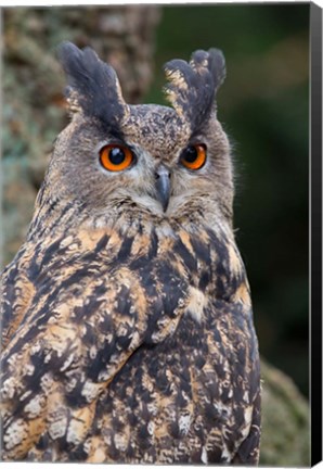 Framed Czech Republic, Liberec Eagle Owl Falconry Show Print