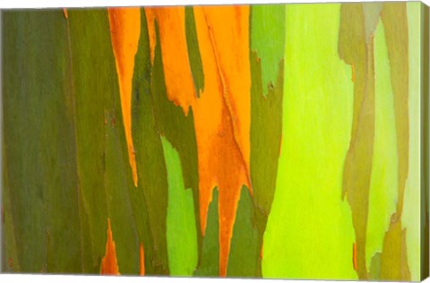 Framed Rainbow Eucalyptus Bark, Hawaii Print