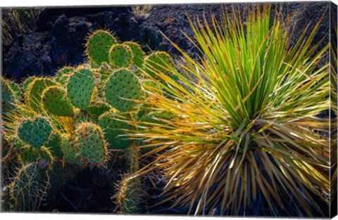 Framed Cactus On Malpais Nature Trail, New Mexico Print