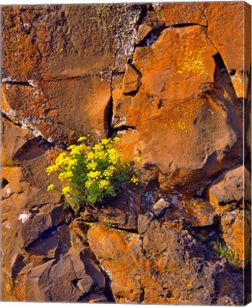Framed Lomatium Flowers On Basalt Rocks Print