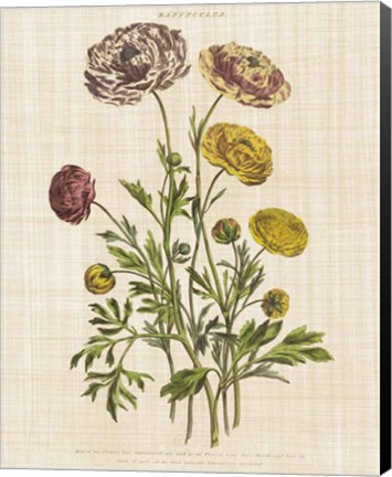 Framed Herbal Botany XXII v2 Linen Crop Print
