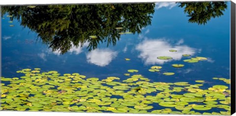 Framed Water Lilies and Reflection Print