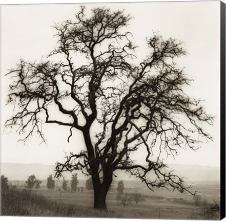 Framed Country Oak Tree Print