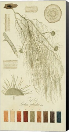 Framed Species of Lichen II Print