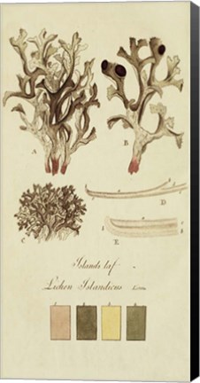 Framed Species of Lichen V Print