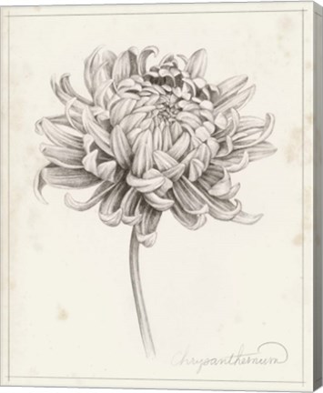 Framed Graphite Chrysanthemum Study I Print