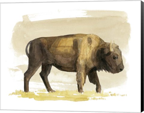 Framed Bison Watercolor Sketch I Print