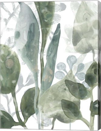 Framed Aquatic Leaves III Print