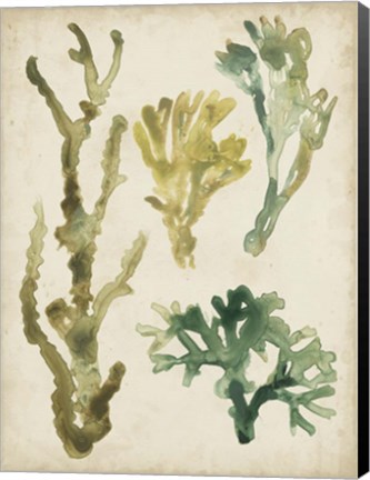 Framed Vintage Sea Fronds V Print