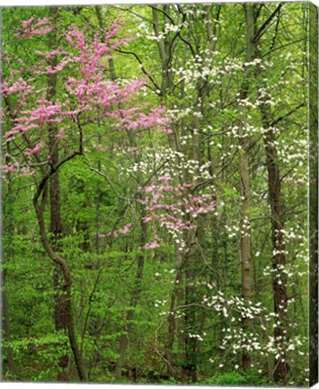 Framed Eastern Redbud and Flowering Dogwood, Arlington County, Virginia Print