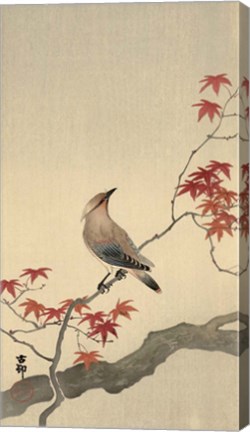 Framed Japanese Waxwing on Maple, 1900-1936 Print