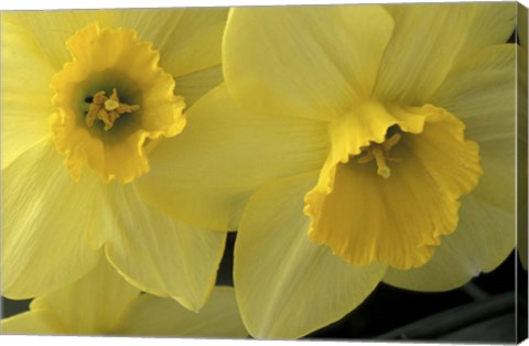 Framed Cache Valley Daffodils, Utah Print