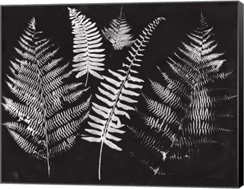 Framed Nature by the Lake Ferns I Black Crop Print