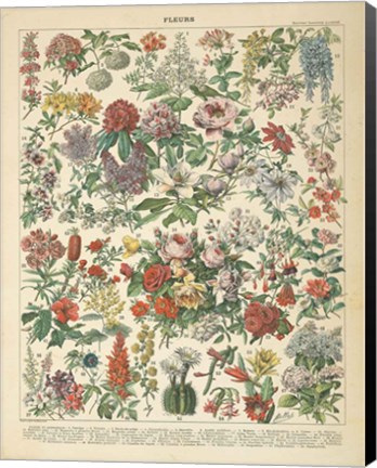 Framed French Flower Chart Print