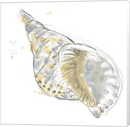 Framed Citron Shell Sketch II Print