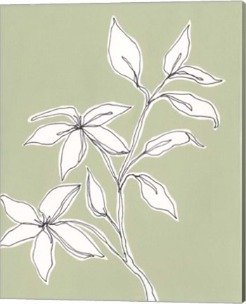 Framed Botanic Drawing I Print