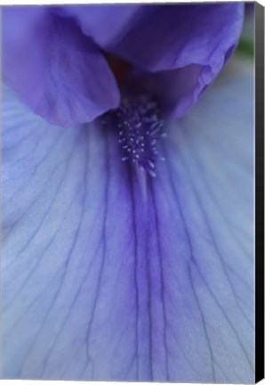 Framed Lavender Bearded Iris Print