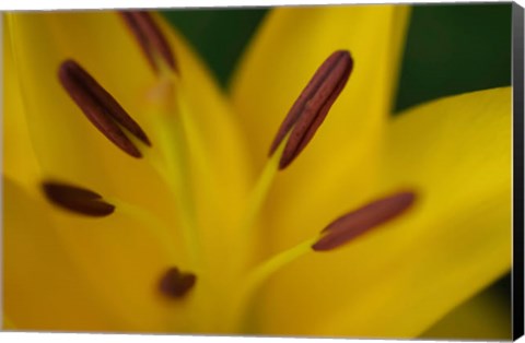 Framed Yellow Daylily Flower Close-Up 2 Print