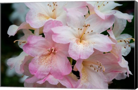Framed Oregon, Shore Acres State Park Rhododendron Flowers Close-Up Print