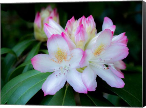 Framed Variegated Pink And White Rhododendron In A Garden Print