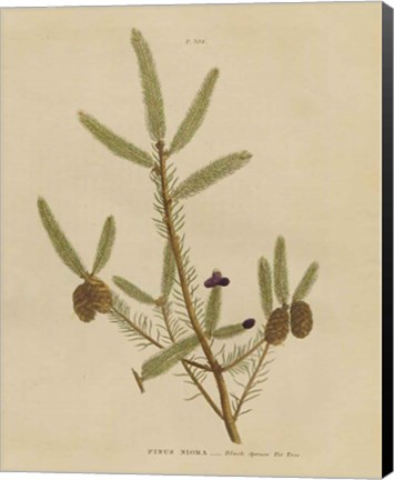 Framed Herbal Botanical XIV Print