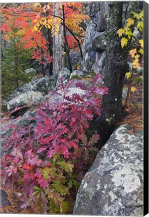 Framed Autumn Color Foliage And Boulders Along Saint Louis River, Minnesota. Print