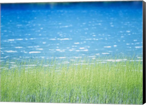 Framed Grass In Water Print