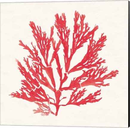 Framed Pacific Sea Mosses I Red Print