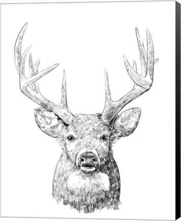 Framed Young Buck Sketch II Print