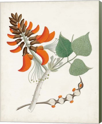 Framed Botanical of the Tropics I Print