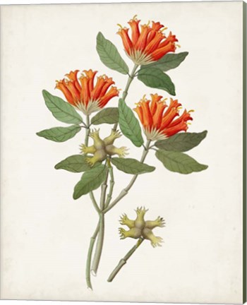 Framed Botanical of the Tropics V Print