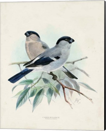Framed Antique Birds VIII Print