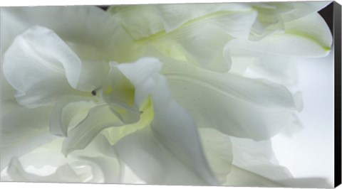 Framed Close Up of White Flower Print