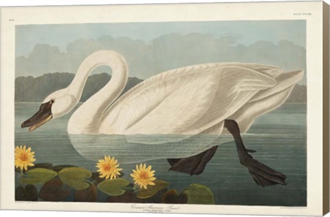Framed Pl 411 Common American Swan Print