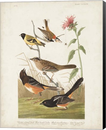 Framed Pl 394 Chestnut Coloured Finch Print