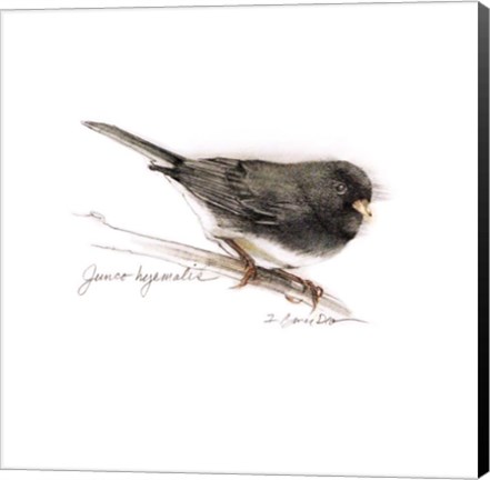 Framed Songbird Study V Print