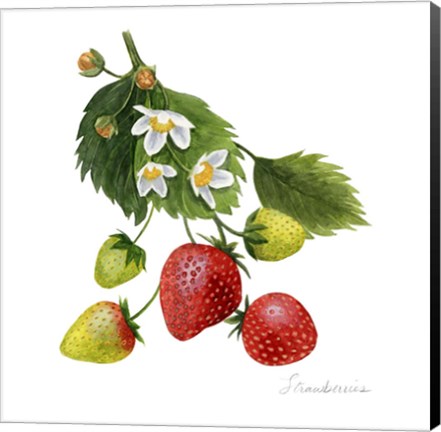 Framed Strawberry Study I Print