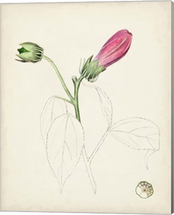 Framed Watercolor Botanical Sketches IV Print